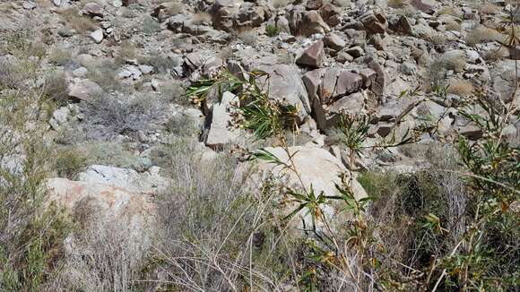 Baccharis salicifolia subsp. salicifolia resmi