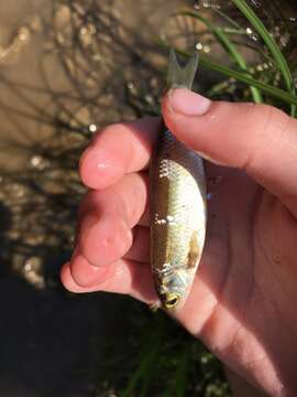 Image of Siberian dace