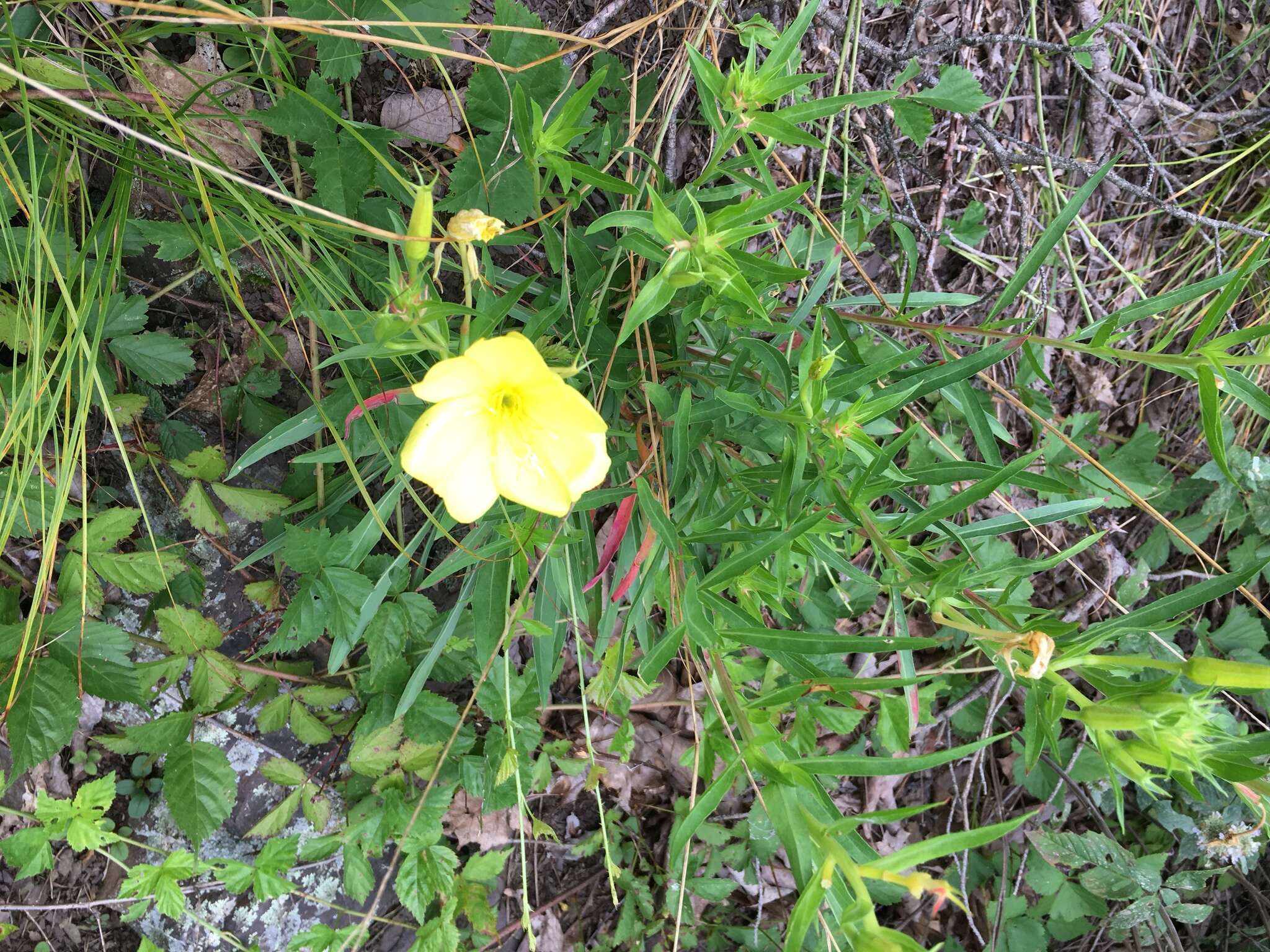 Oenothera argillicola Mackenzie的圖片