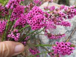 Image de Erica pulchella var. pulchella