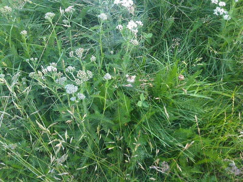 Image of yarrow, milfoil