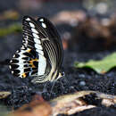 Image of Papilio gigon Felder & Felder 1864