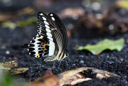 Sivun Papilio gigon Felder & Felder 1864 kuva