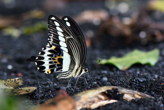 Image of Cream-banded swallowtail