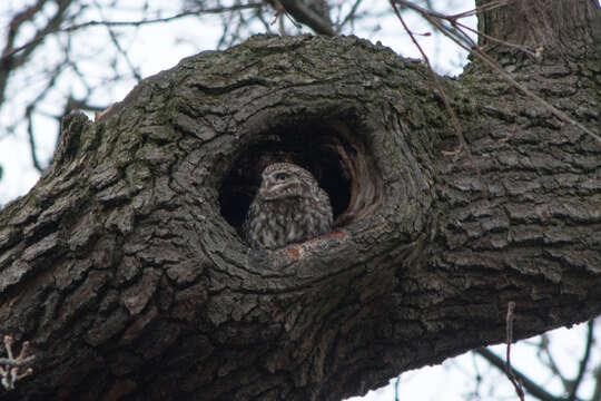 Image of Little Owl