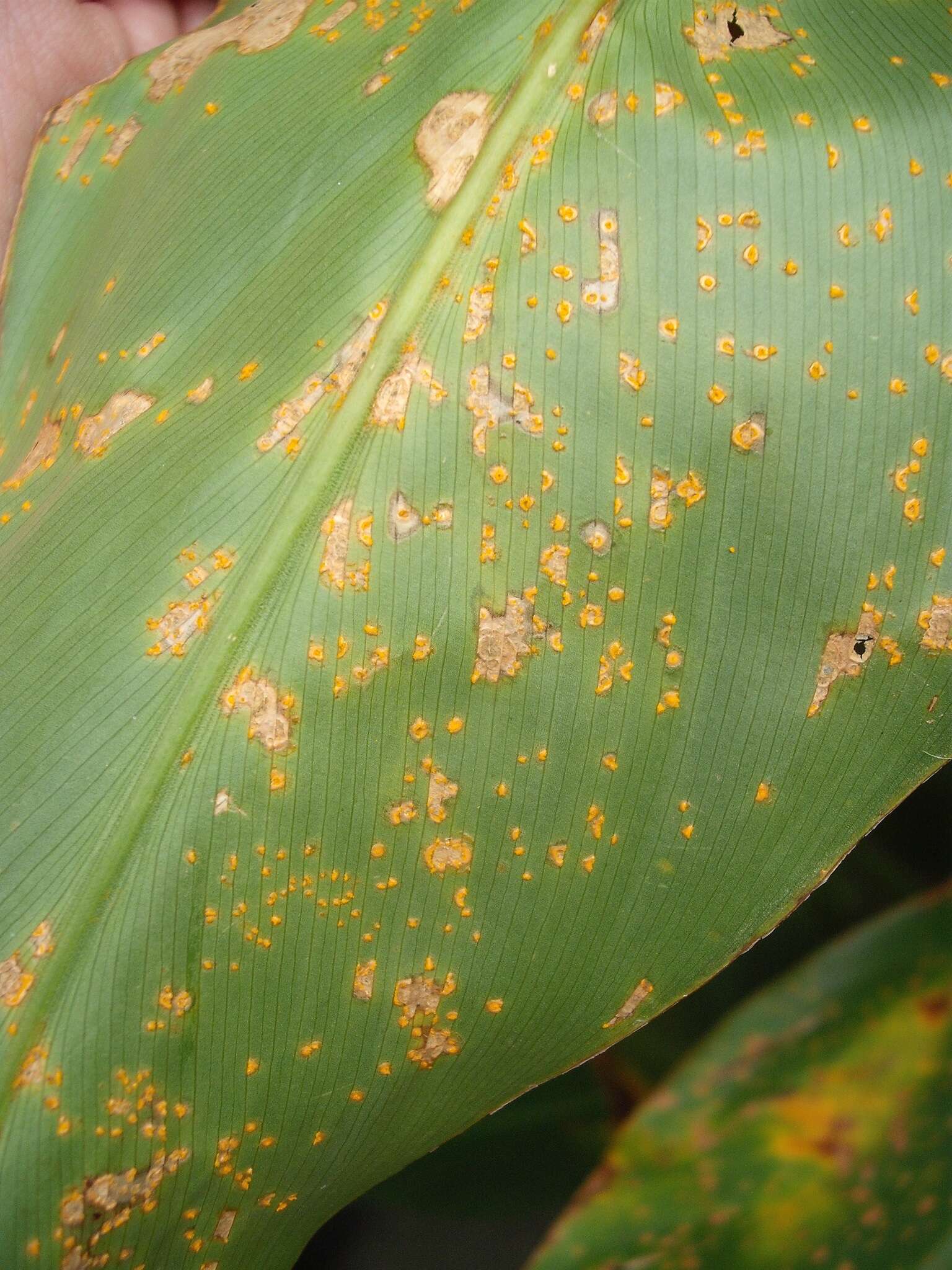 Image of Canna rust