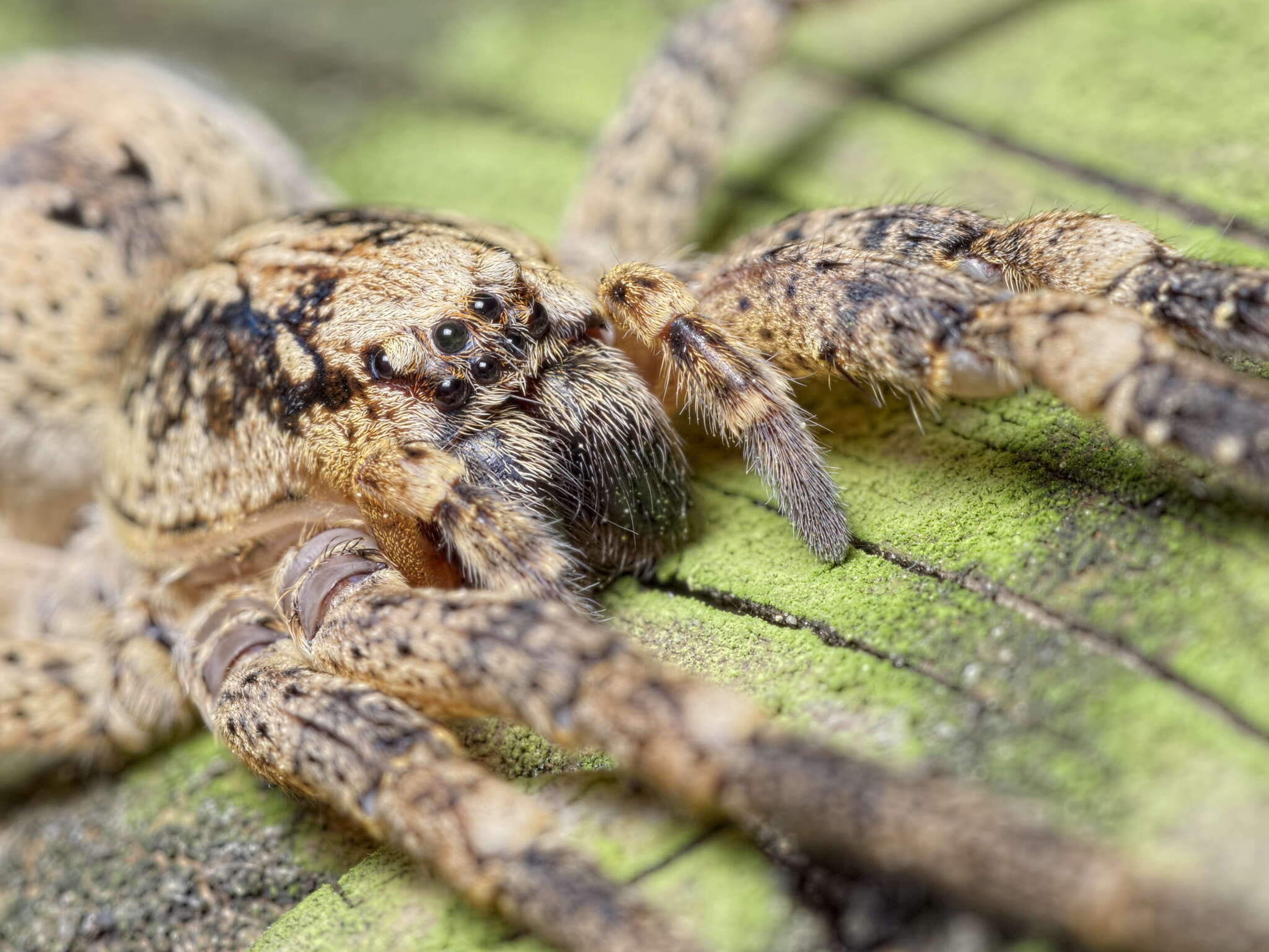 Image of Zoropsid spider