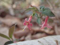 Lonicera gracilipes Miq.的圖片