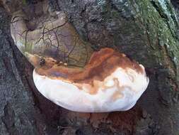 Image de Polypore hérissé