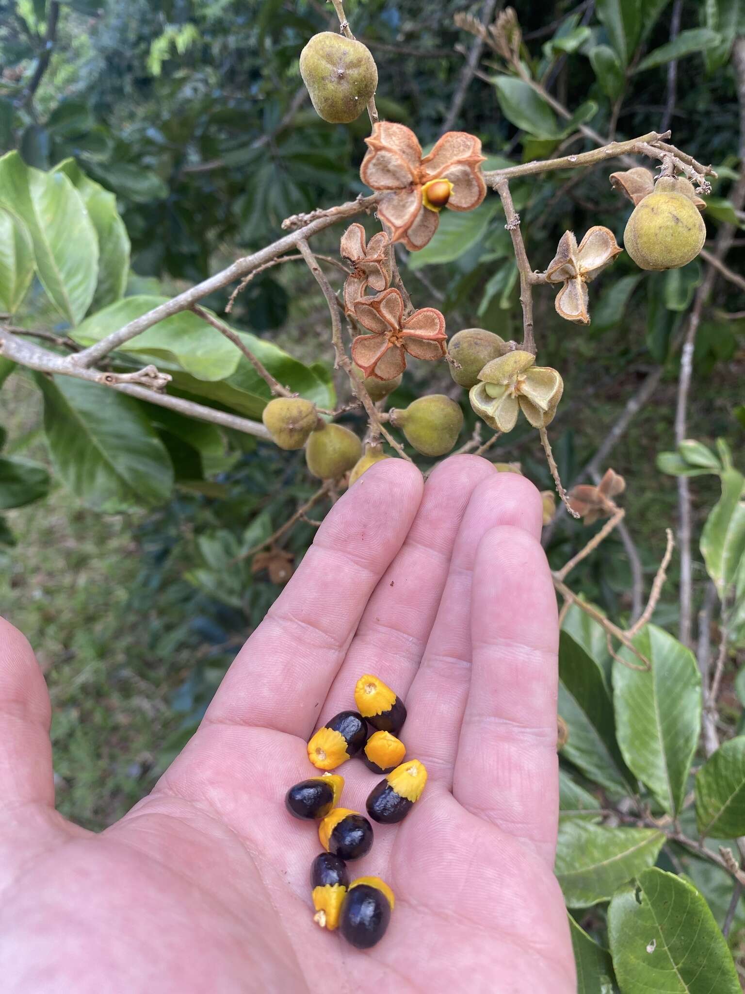 Image of wild ackee