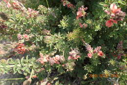 Indigofera porrecta Eckl. & Zeyh.的圖片