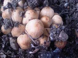 Coprinellus domesticus (Bolton) Vilgalys, Hopple & Jacq. Johnson 2001的圖片