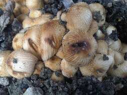 Coprinellus domesticus (Bolton) Vilgalys, Hopple & Jacq. Johnson 2001的圖片