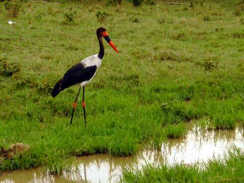 Image of Saddle-billed Stork