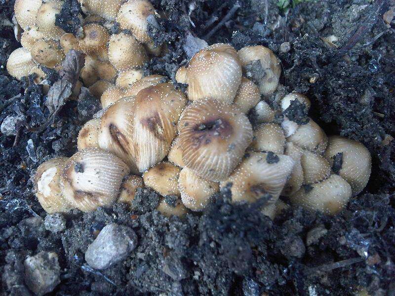 Coprinellus domesticus (Bolton) Vilgalys, Hopple & Jacq. Johnson 2001的圖片