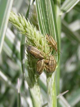 Plancia ëd Phalaris arundinacea L.