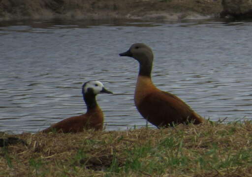 Image of Cape Shelduck