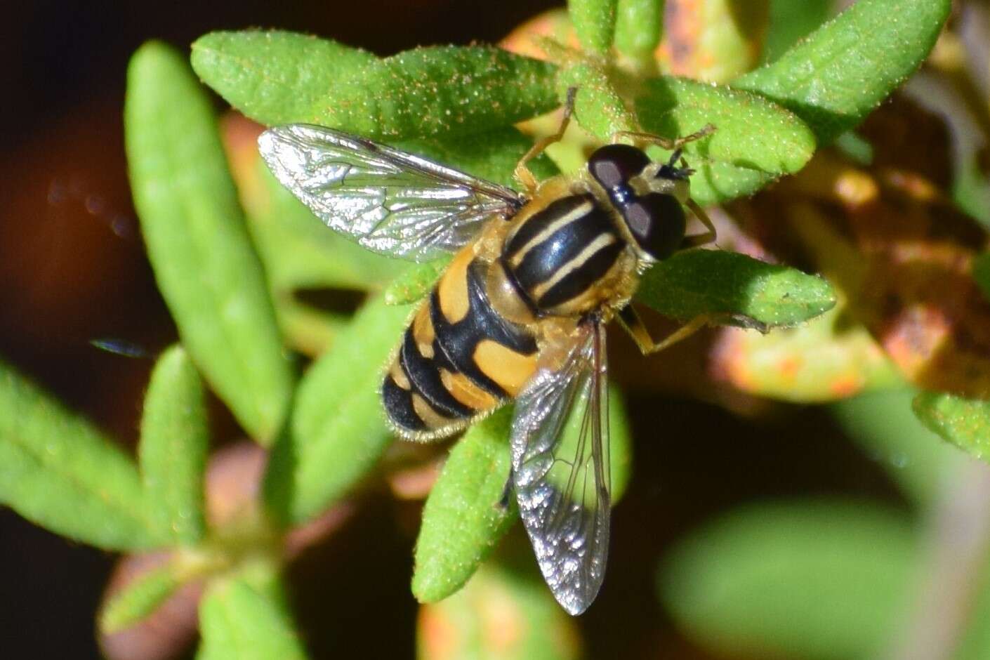 صورة Helophilus neoaffinis Fluke 1949