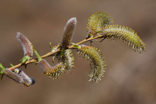 Imagem de Salix miyabeana Seemen