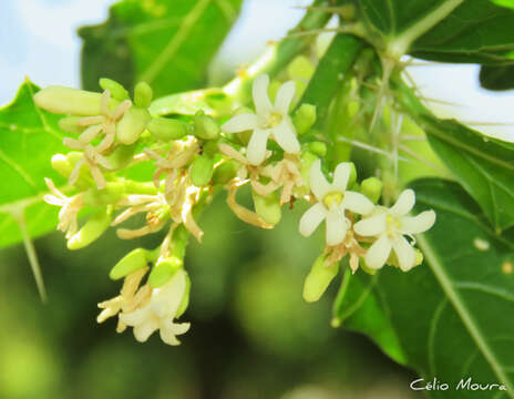 Слика од Cnidoscolus quercifolius Pohl