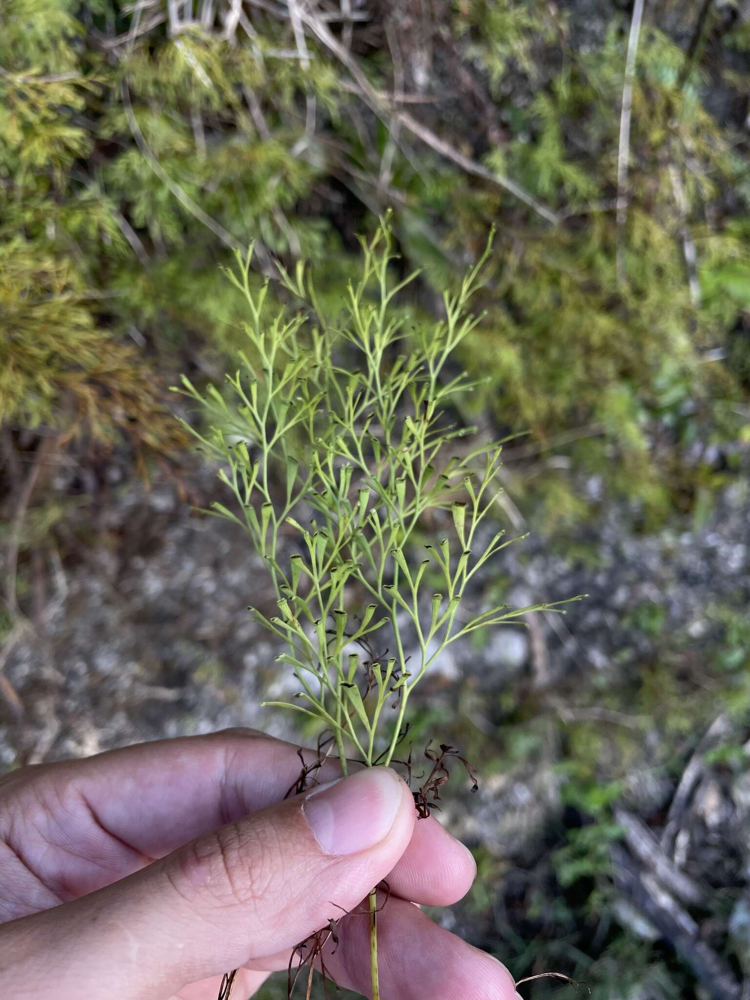 صورة Odontosoria clavata (L.) J. Sm.