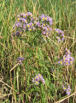 Image of sea aster