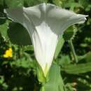 Image of Hedge False Bindweed