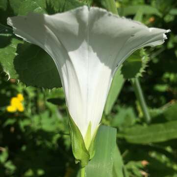 Image of Hedge False Bindweed