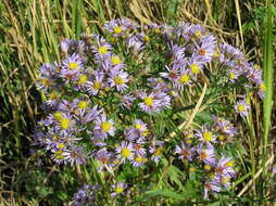 Image of sea aster