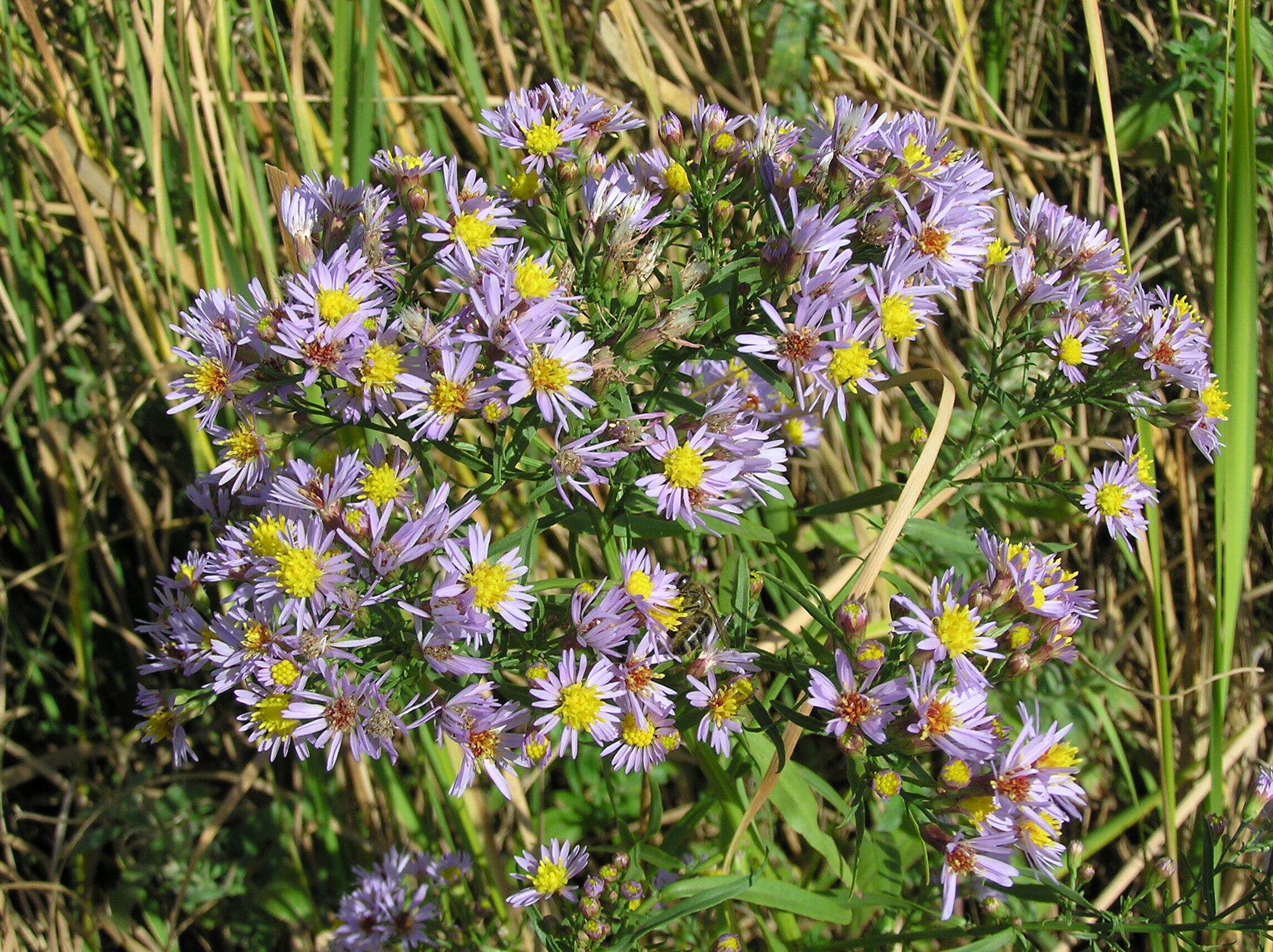 Image of sea aster