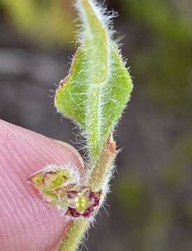 Image of Centella montana (Cham. & Schltdl.) Domin