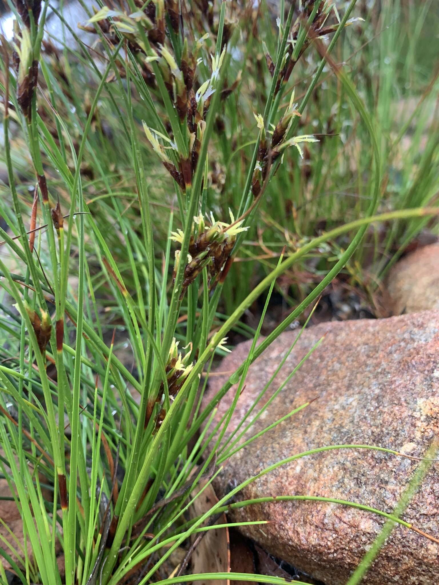 Tetraria microstachys (Vahl) H. Pfeiff.的圖片