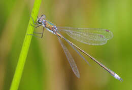 Image of Small Emerald Spreadwing