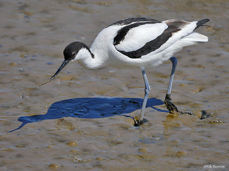 Image de Avocette à tête noire