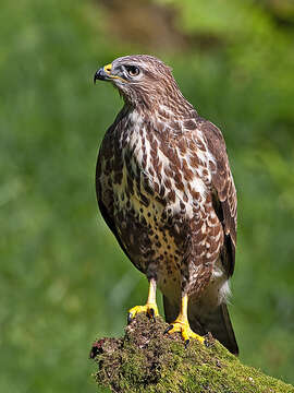 Image of Common Buzzard