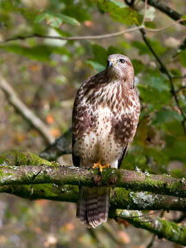 Image of Common Buzzard