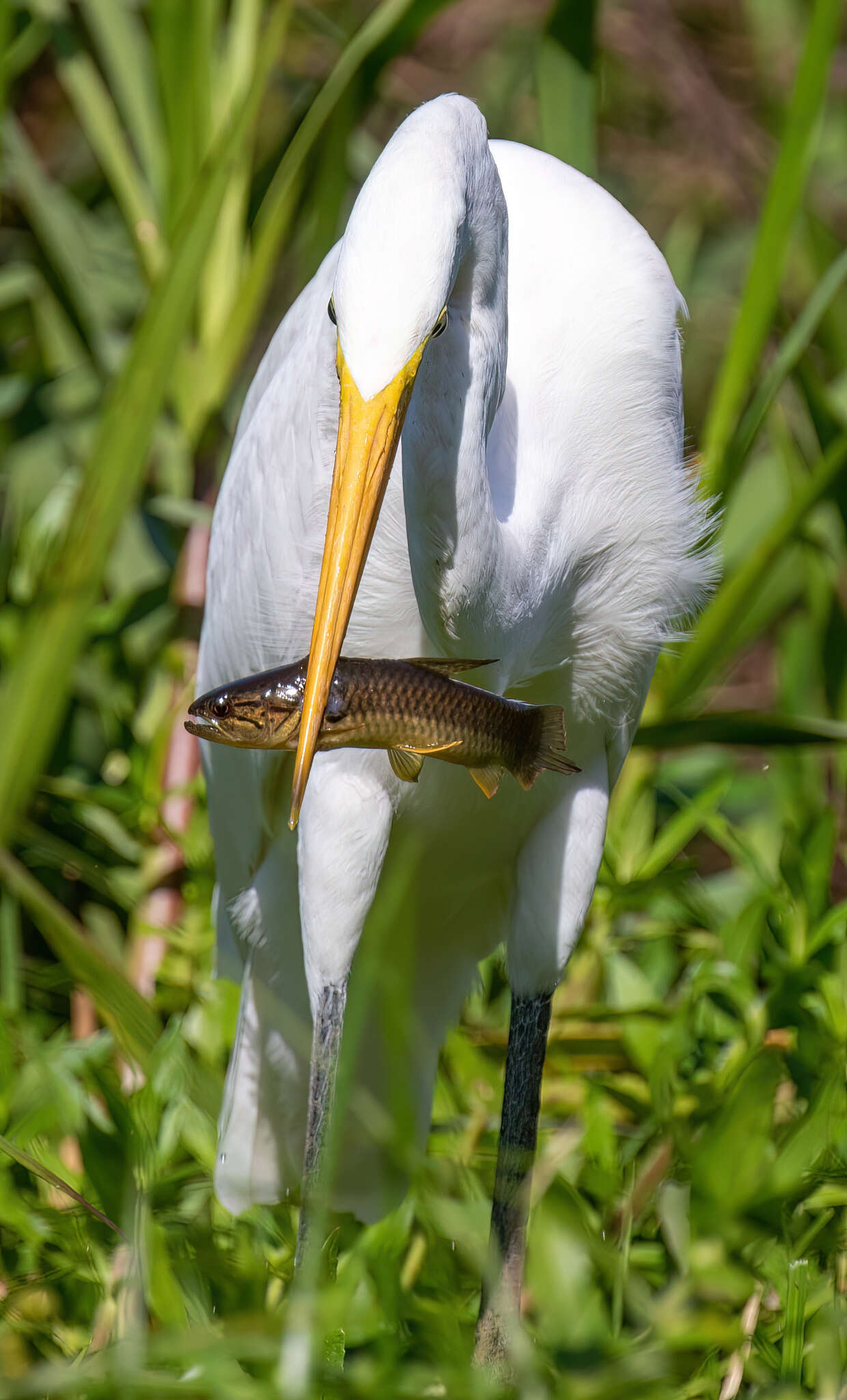 Hoplerythrinus resmi