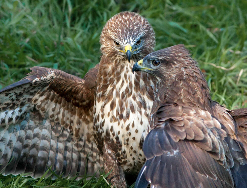 Image of Common Buzzard