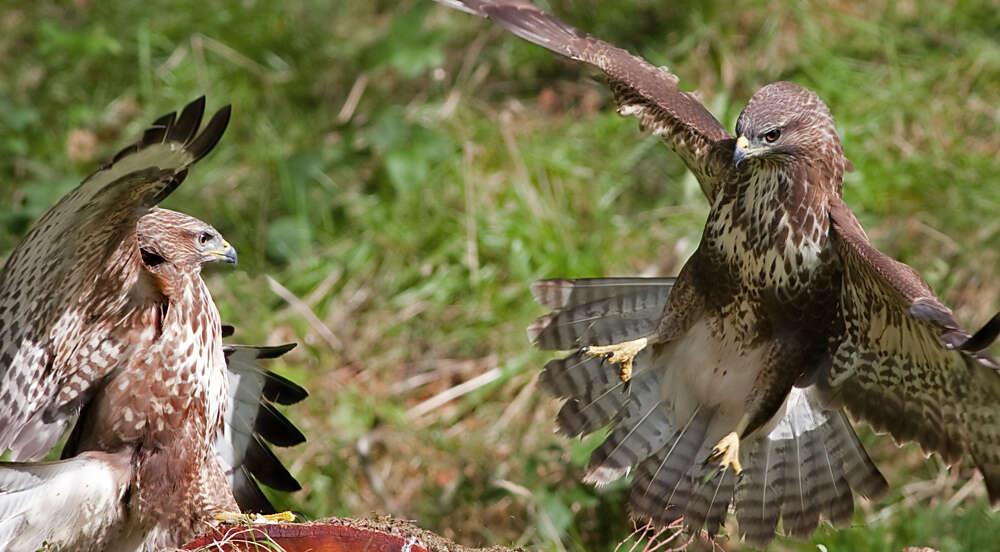 Image of Common Buzzard