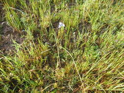 Image of Peacock moraea