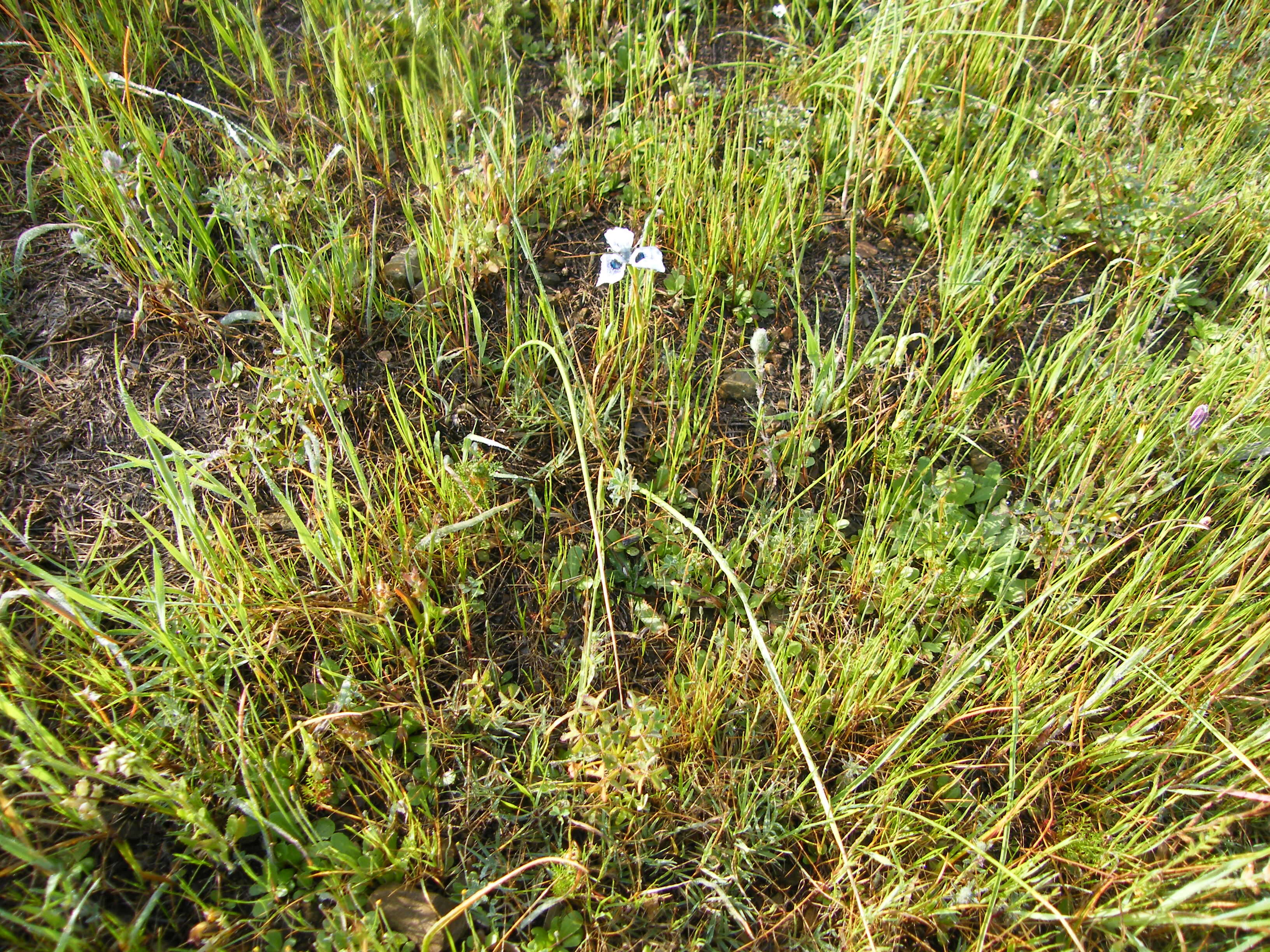 Image of Peacock moraea