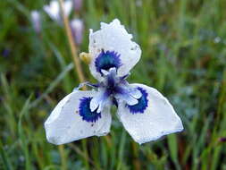 Image of Peacock moraea