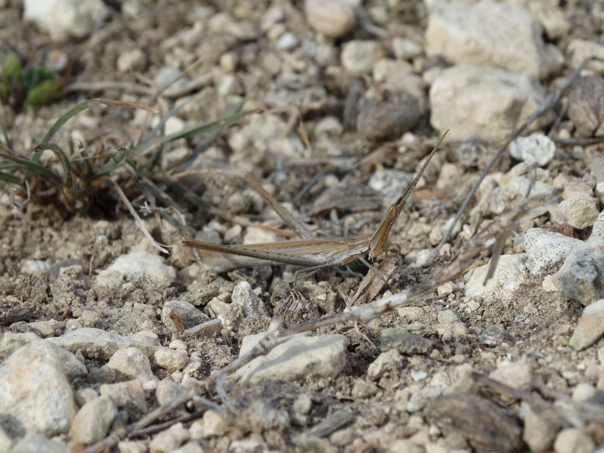 Image of Acrida ungarica mediterranea Dirsh 1949