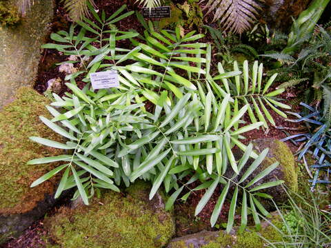 Image of Zamia loddigesii Miq.