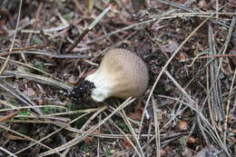 Imagem de Lycoperdon nigrescens Pers. 1794