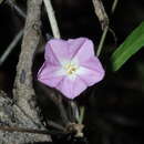 Plancia ëd Polymeria calycina R. Br.