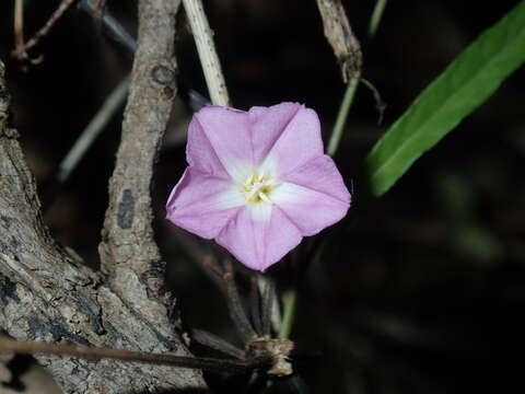 Plancia ëd Polymeria calycina R. Br.