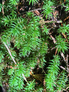 Image of contorted pogonatum moss