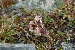 Image of arctic sweet coltsfoot