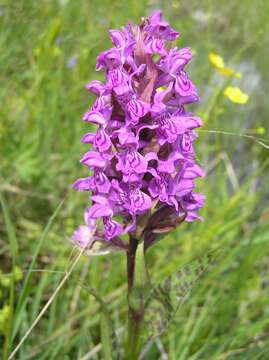 Image of Heath spotted orchid